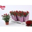 product/img.floraplaza.nl/28976-510-LIVE_fotos-0x38E92A03E380C3F7B9F05E06AC83D29D6DEA9A1A.jpg