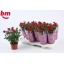 product/img.floraplaza.nl/28976-510-LIVE_fotos-0x426E5D6CB32521D418DC4ED82416648F859E2931.jpg