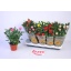 product/img.floraplaza.nl/28991-12-LIVE_fotos-0xA0FBAF2A1FC1354DF1C317B9C8FEAF852AA73F3A.jpg