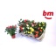 product/img.floraplaza.nl/28991-12-LIVE_fotos-0xA99889DEBBA34F112A1D26A2E30686D11D3E8BE4.jpg
