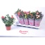 product/img.floraplaza.nl/28991-12-LIVE_fotos-0xB1775282DCE771B045FCA46ACEB22B0BB74823F1.jpg