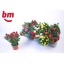 product/img.floraplaza.nl/28991-510-LIVE_fotos-0x187B15AD777BD444881F83B9942685332D48FEEB.jpg