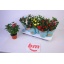 product/img.floraplaza.nl/28991-510-LIVE_fotos-0x37A93BE00A8378A21296C2710BF1AB37AAA1470F.jpg