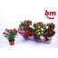 product/img.floraplaza.nl/28991-510-LIVE_fotos-0x4BE02B946AAC7C3F42C7BF693CE4E091F1A9E806.jpg