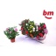 product/img.floraplaza.nl/28991-510-LIVE_fotos-0x4C07A71B8B83ADDB79D411029B2F71F5DECC13D2.jpg