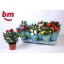product/img.floraplaza.nl/28991-510-LIVE_fotos-0x74F4C24C09342865173D605CA3892402A4BC14D9.jpg