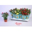 product/img.floraplaza.nl/28991-510-LIVE_fotos-0xAAB5703EBBE65E819496418F6A02C4DB9044499D.jpg