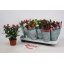 product/img.floraplaza.nl/28991-510-LIVE_fotos-0xACB8CDF48AC189687336C0B8E18625B2DBD7A4EE.jpg