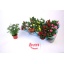 product/img.floraplaza.nl/28991-510-LIVE_fotos-0xB349D404237692DA1DF3CEC15284FDD402770DD9.jpg