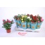 product/img.floraplaza.nl/28991-510-LIVE_fotos-0xD07332B336A0CC1770171C4DBA7C7586FF705698.jpg