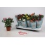 product/img.floraplaza.nl/28991-510-LIVE_fotos-0xDA868102D9546241281FE1BEF619D786F02A5DD6.jpg