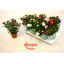 product/img.floraplaza.nl/28991-510-LIVE_fotos-0xEFDA9B923ED00F087170CA4F5D810345BD87047B.jpg