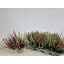 product/img.floraplaza.nl/28999-13-LIVE_fotos-0x0A2949D6558CD73FC4FE3CBBA1D322F13F915D06.jpg