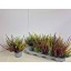 product/img.floraplaza.nl/28999-13-LIVE_fotos-0x14E2BE0F92FA1C368AD2B9DE56A64C93A28B7012.jpg