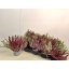 product/img.floraplaza.nl/28999-13-LIVE_fotos-0xAE2B6451DF685DDB56A4409C4D1A773BEAC67122.jpg