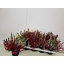 product/img.floraplaza.nl/28999-13-LIVE_fotos-0xF4F27C0FF32A49FA27E096693AD8D63B79403A2A.jpg