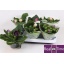 product/img.floraplaza.nl/29005-13-LIVE_fotos-0xDB93246F6D9B7ED15D273802484DF3BA2674160D.jpg