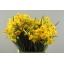 product/img.floraplaza.nl/29041-40-LIVE_fotos-0x1F70B33D9CE54901AE39EFBBA90CC3CA2F8C4830.jpg