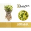product/img.floraplaza.nl/29067-80-LIVE_fotos-0x2F7A2C43CBF76644718DB7E6184ABA9EC7ECCCC6.jpg