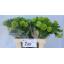 product/img.floraplaza.nl/295-60-LIVE_fotos-0x7457F0C3AB861438DAD60892746E9C84F55BBA1C.jpg
