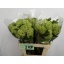 product/img.floraplaza.nl/295-60-LIVE_fotos-0xB470D7891FD766E480C806F578180647266AF633.jpg