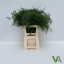 product/img.floraplaza.nl/298-65-LIVE_fotos-0x7FD696FCDA126D15AD9F1B1B2DCEEA652CBD78ED.jpg