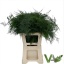 product/img.floraplaza.nl/298-65-LIVE_fotos-0xEA2F26E86A7D057AE6EA03F6B8FBF1D8291B47C5.jpg