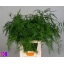 product/img.floraplaza.nl/298-85-LIVE_fotos-0xCEAF9CBAD6340D2168C7585EFD77327CDD2F6FD0.jpg