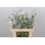 product/img.floraplaza.nl/3-60-LIVE_fotos-0x861FE478238492B3303CD8F361F3AAF82D01D4C2.jpg