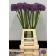 product/img.floraplaza.nl/3-60-LIVE_fotos-0xE6A25303FA2B31B58519A79C9FACBF3098D56D9A.jpg