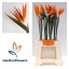 product/img.floraplaza.nl/312-60-LIVE_fotos-0xDA1CE6B0666AF5DA1B0F408985DC0EB3C3FFA2C8.jpg