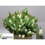 product/img.floraplaza.nl/315-42-LIVE_fotos-0x7D4B6D424141B39CF22F4078AB8FAFDF526C9C0C.jpg