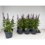 product/img.floraplaza.nl/318185-17-LIVE_fotos-0xFD1720AB8AE59E61051F90DD7BA2FD8B0A6010DA.jpg