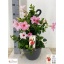 product/img.floraplaza.nl/318201-27-LIVE_fotos-0xE8E158470FA01B5AFBF75969E32A2786D7DCD5F8.jpg