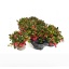 product/img.floraplaza.nl/318410-11-LIVE_fotos-0xC769D5E59F95844993C161BF9BAAFA0B09C872F2.jpg