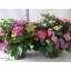 product/img.floraplaza.nl/319004-29-LIVE_fotos-0x60A9F577E9A1E09AB686AF68FCA69905C4F2DE64.jpg