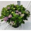 product/img.floraplaza.nl/319004-30-LIVE_fotos-0x0EC6FE3476A47C2128CAE6E09C08C9DD743A4119.jpg