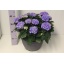 product/img.floraplaza.nl/319004-30-LIVE_fotos-0xD3D47CB4BF2D7C32E5F83F9DCACEB53B206CEAD9.jpg