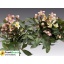 product/img.floraplaza.nl/319513-21-LIVE_fotos-0x4BF9530317F6AD6A70478E22867B45C646465539.jpg