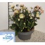 product/img.floraplaza.nl/319513-27-LIVE_fotos-0x4F94DCCC2D30E773914D9D77267C4A2440A194D0.jpg