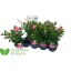 product/img.floraplaza.nl/319594-14-LIVE_fotos-0x8EABDDEE4F8B4ADD933C47278E8F78B83F1B6CA3.jpg