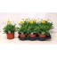 product/img.floraplaza.nl/320095-17-LIVE_fotos-0xBF8EEC7D5CA2C120B561B29AB3459CBEE7BDAFB6.jpg