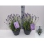 product/img.floraplaza.nl/320185-23-LIVE_fotos-0xB042AEC11A7C424147DAA7CA1369BBDFB109A752.jpg