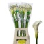 product/img.floraplaza.nl/3205-80-LIVE_fotos-0x31F99D5CA75A24252BB42487070CE6F24637A97E.jpg