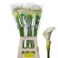 product/img.floraplaza.nl/3205-80-LIVE_fotos-0x5C355ED1D8A7E76EFFA8C85F76146740B22DDE5D.jpg