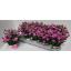 product/img.floraplaza.nl/321673-12-LIVE_fotos-0x6FB98DEE8A666764A47A907230AA9C234E0EF9C1.jpg