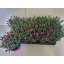 product/img.floraplaza.nl/321673-12-LIVE_fotos-0xB8EEB8BFA36F6D99D5237F08E8AC8F5D4644AAB5.jpg