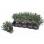 product/img.floraplaza.nl/321673-12-LIVE_fotos-0xBD1674202812D9016E64F63C4442D823D41AD8DE.jpg