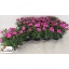 product/img.floraplaza.nl/323126-12-LIVE_fotos-0x44D433A0BAE6805B97A3A0221FC6744666AC2B0C.jpg