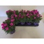 product/img.floraplaza.nl/323126-12-LIVE_fotos-0xB0711C0A8D0B4B9B97958B2B02ADE5FF14DF4458.jpg